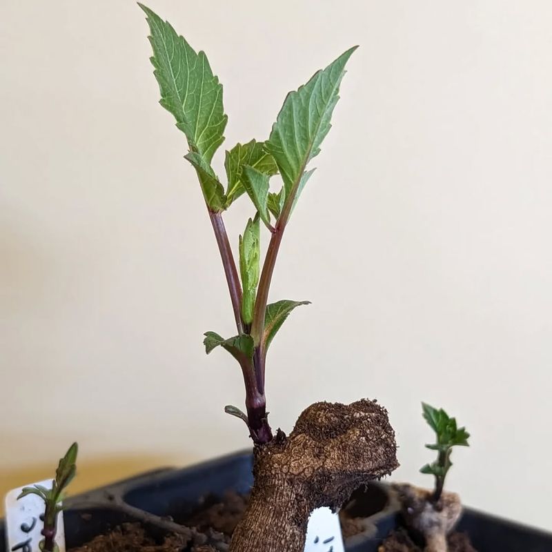 Dig Wide Around The Plant Base