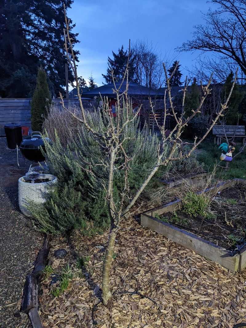 Trimming Fruit Trees Too Late In Season