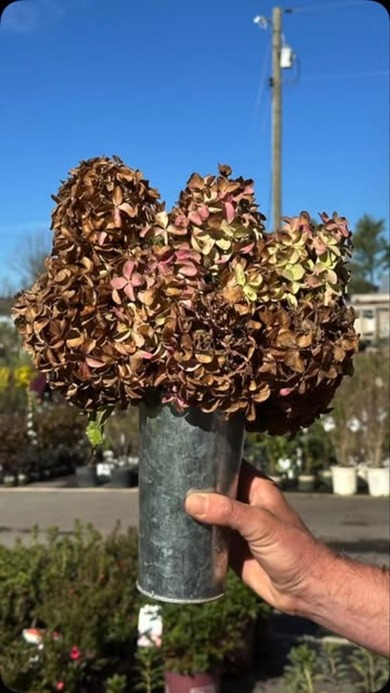 Trimming Hydrangeas Too Early
