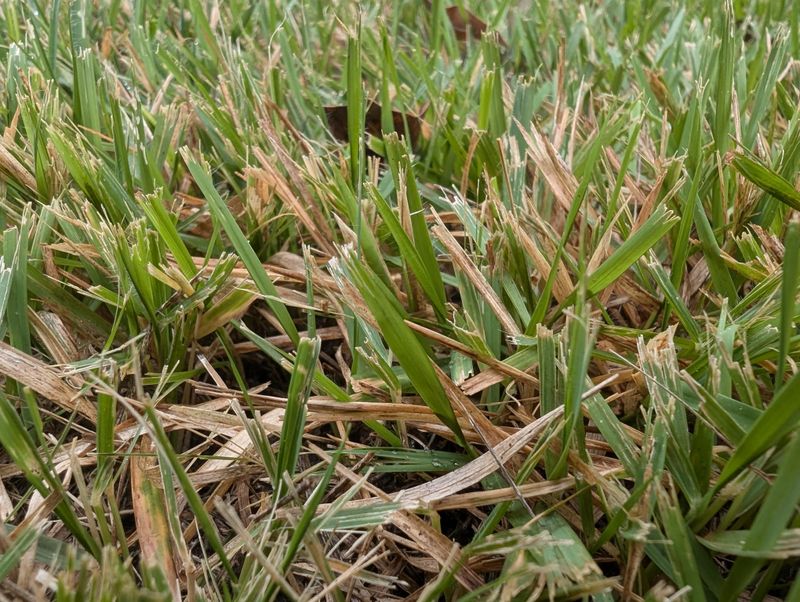 Mowing With Dull Blades