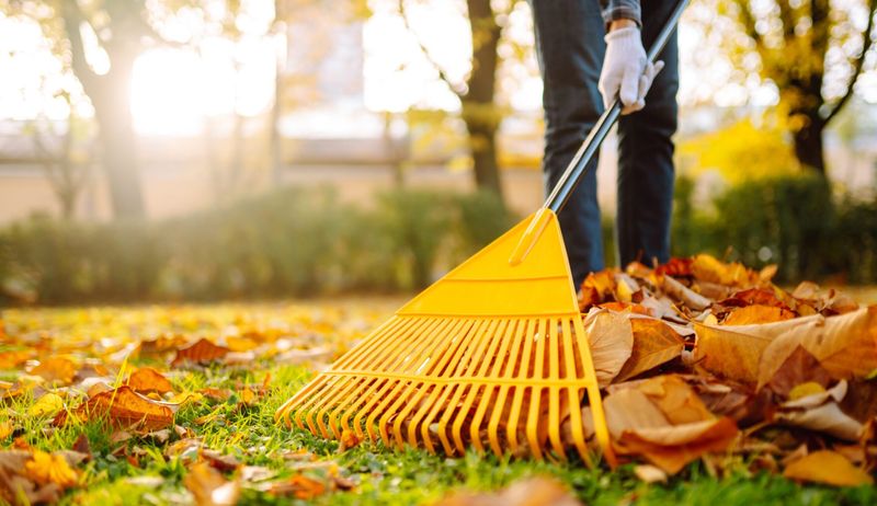 Ignoring Fallen Leaves On The Lawn