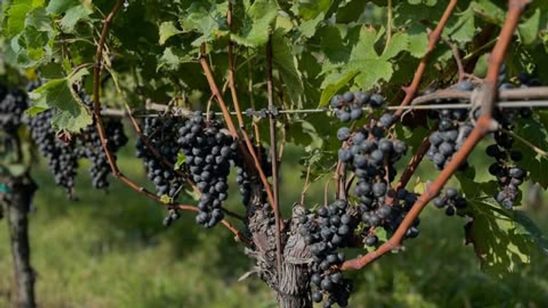 Damages Crops And Gardens Across The State