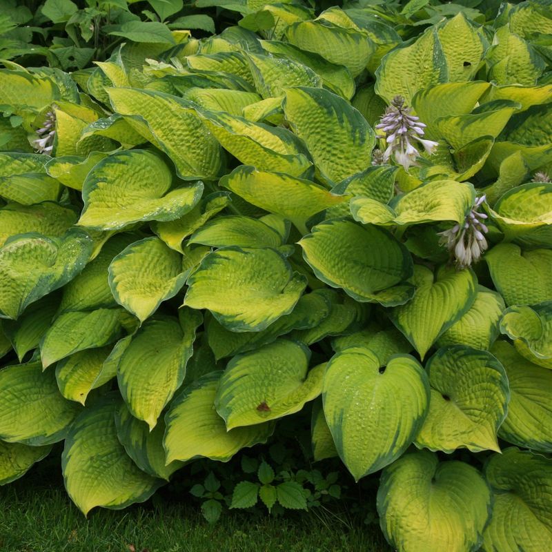 Hostas Still Support Beneficial Insects