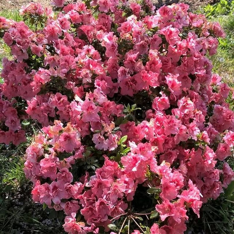 Azalea