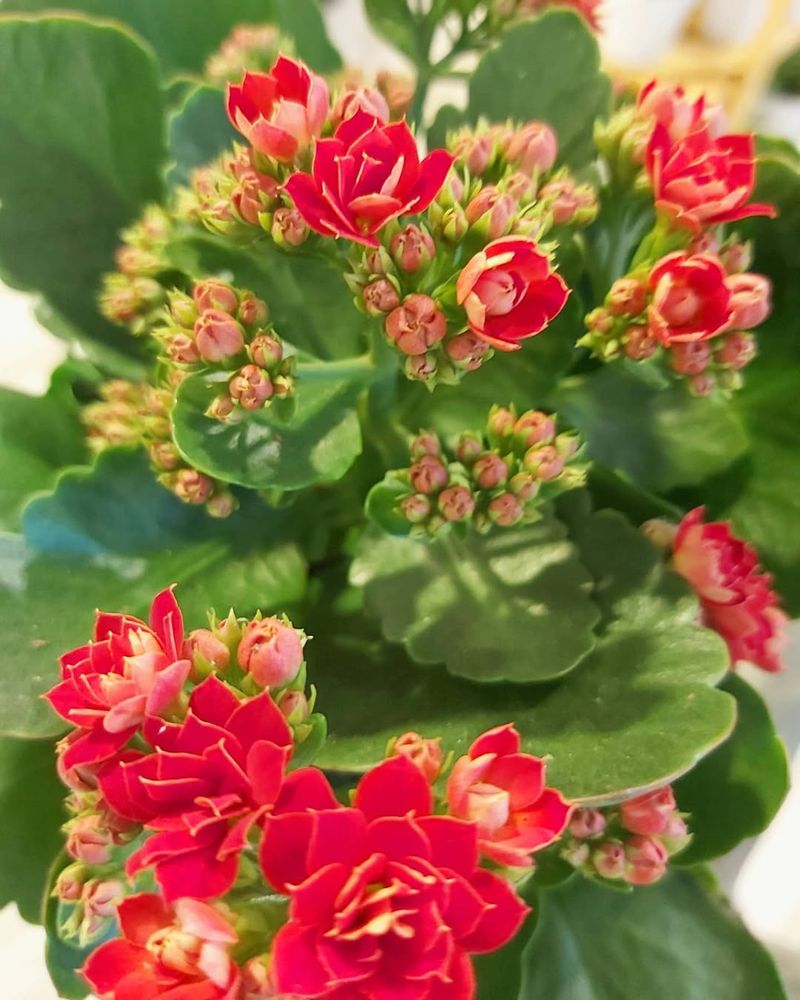 Kalanchoe