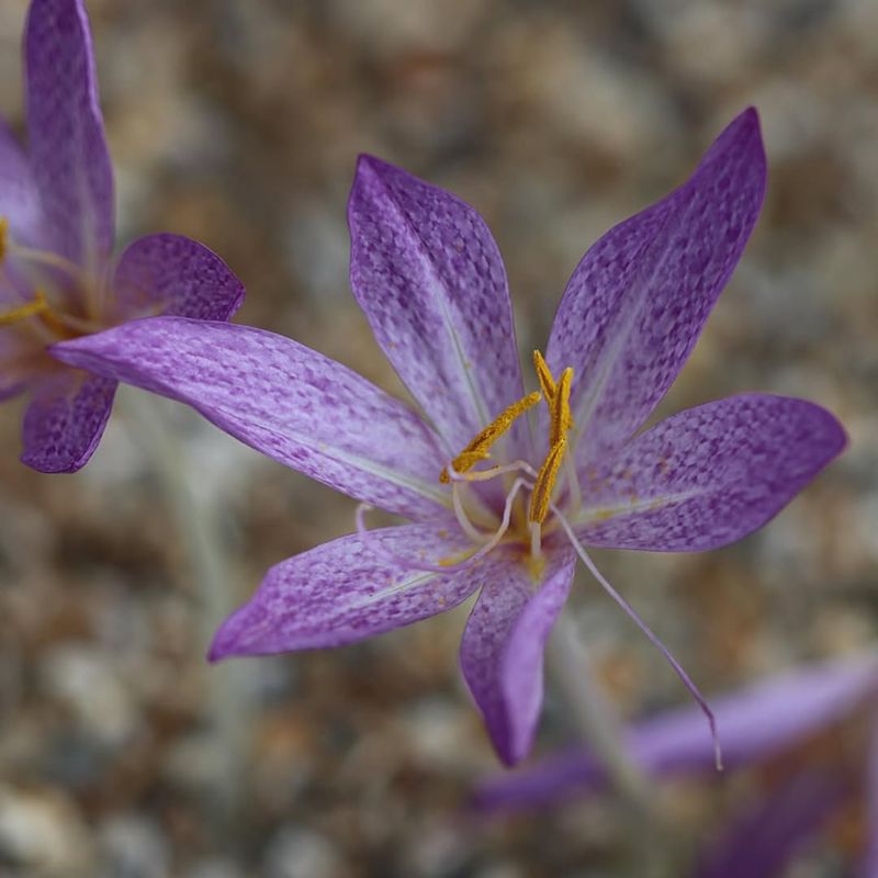 Colchicum