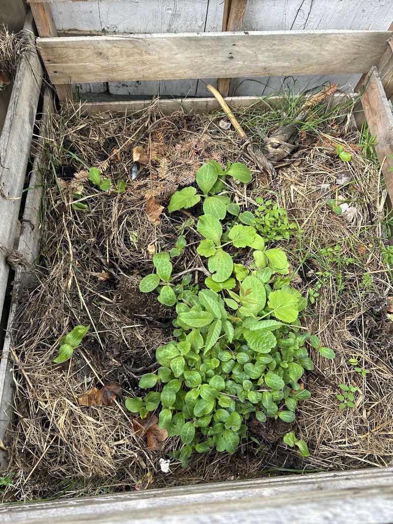 Using Native Plants To Disguise Compost Areas