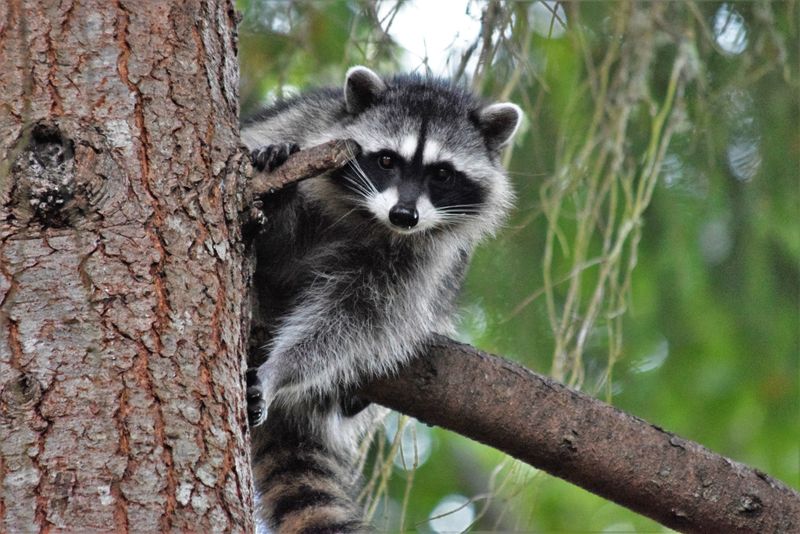 Raccoons Cause Expensive Property Damage