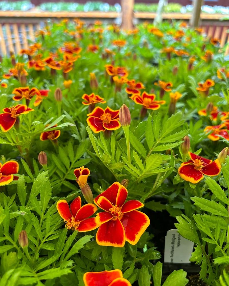 Marigolds