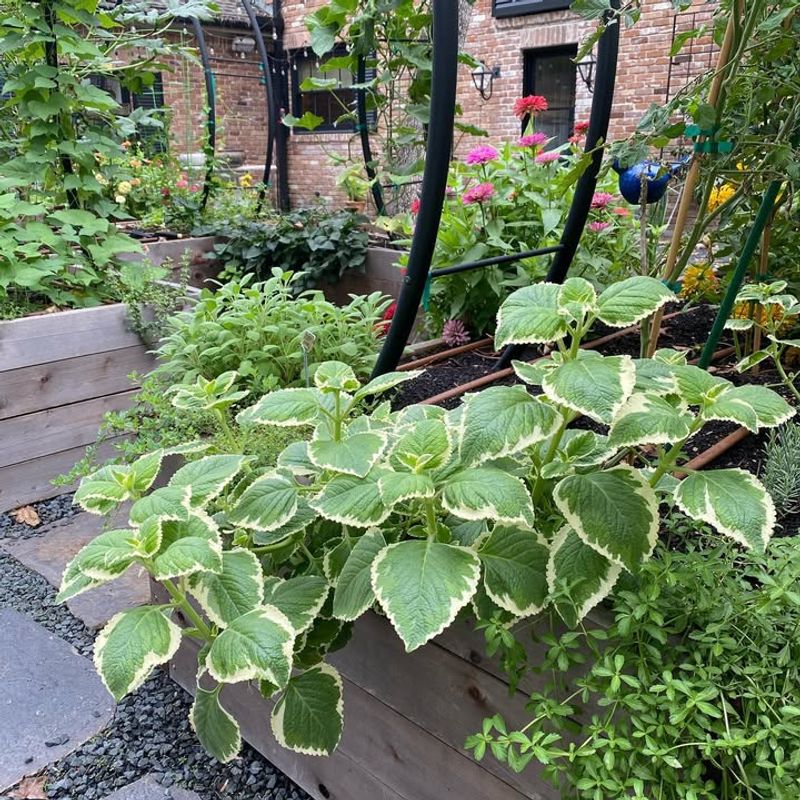 Oregano