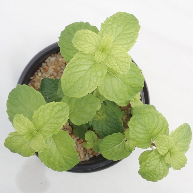 Mint Varieties