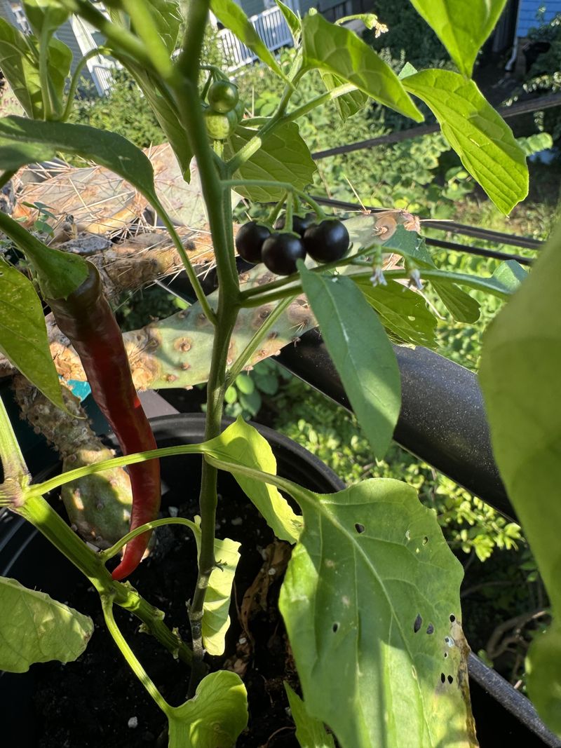 Black Pepper Plant