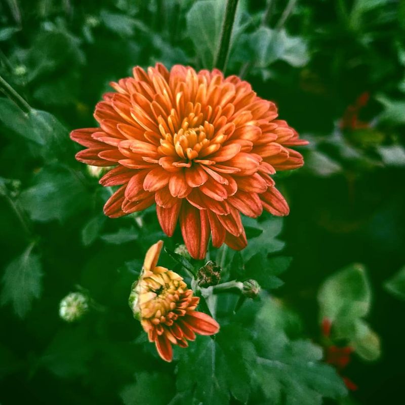 Chrysanthemums