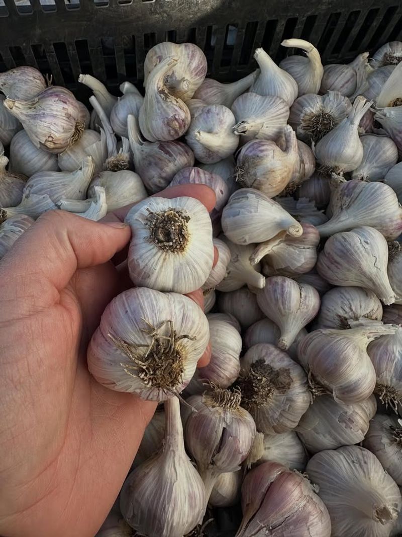 Garlic