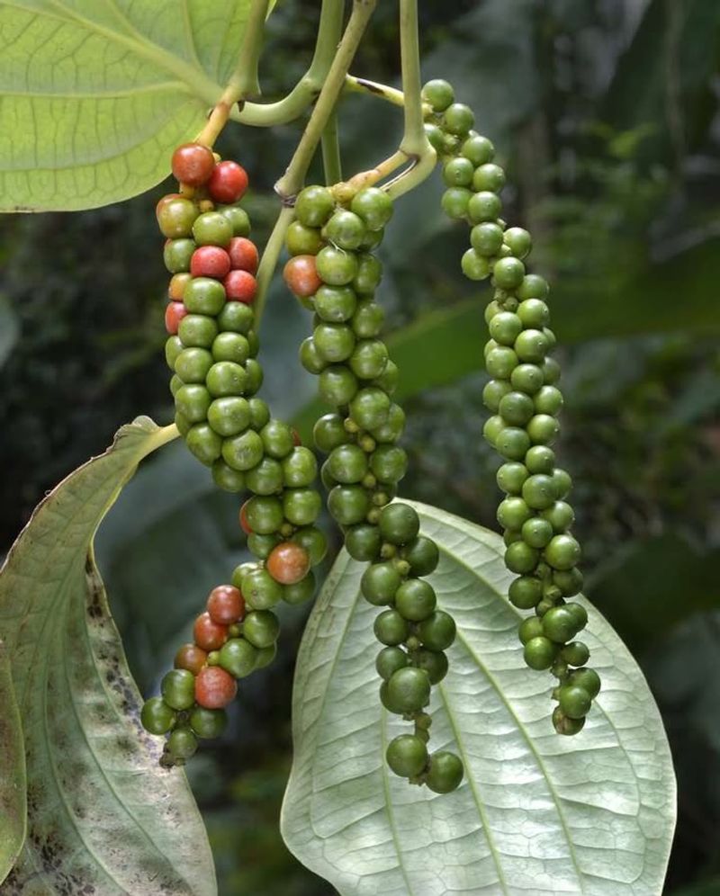 Black Pepper Plant