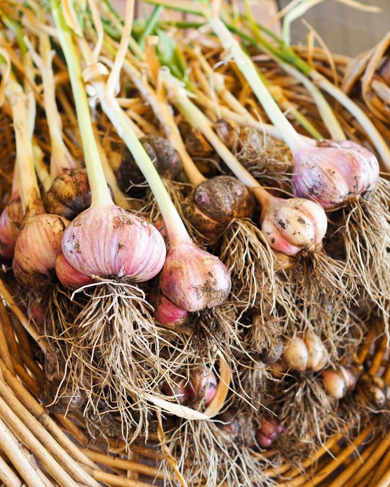 Garlic