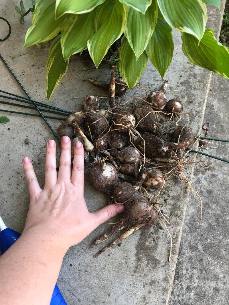 Proper Planting Depth Protects Against Frost Heaving