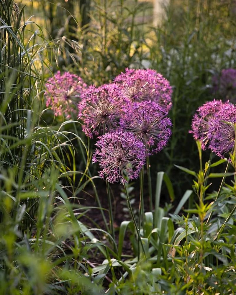 Alliums: Pungent Protectors