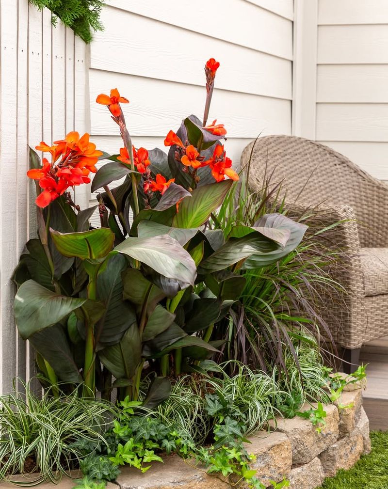 Canna Lilies