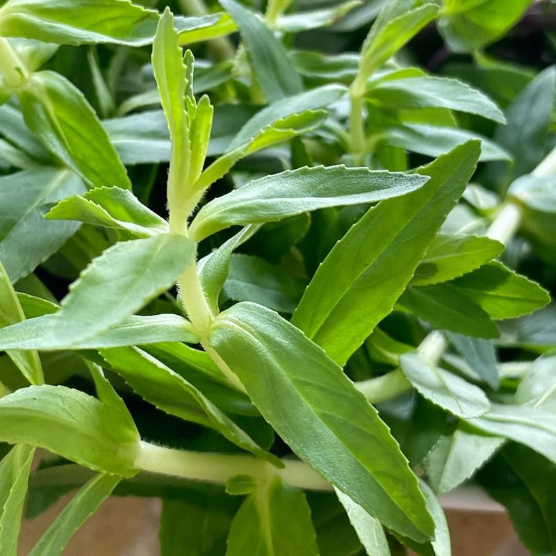 Hoary Cress (Whitetop)