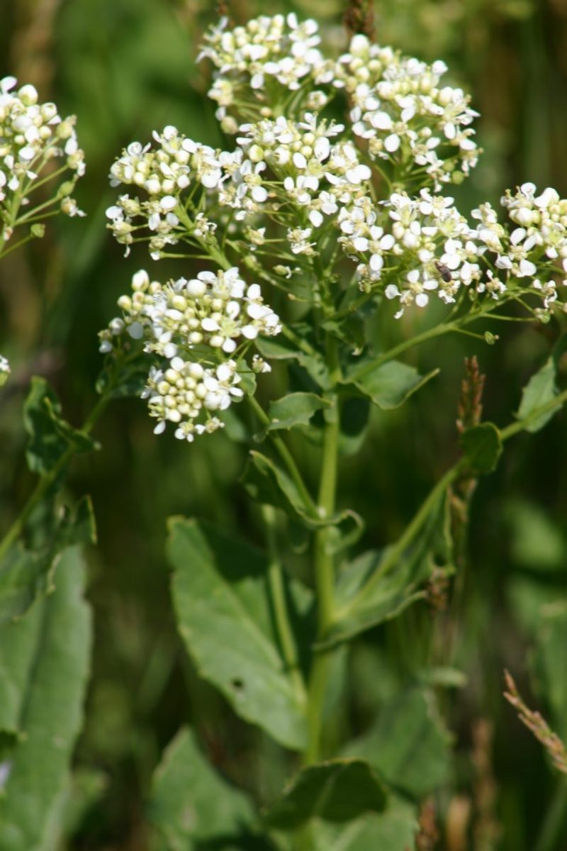 Hoary Cress (Whitetop)