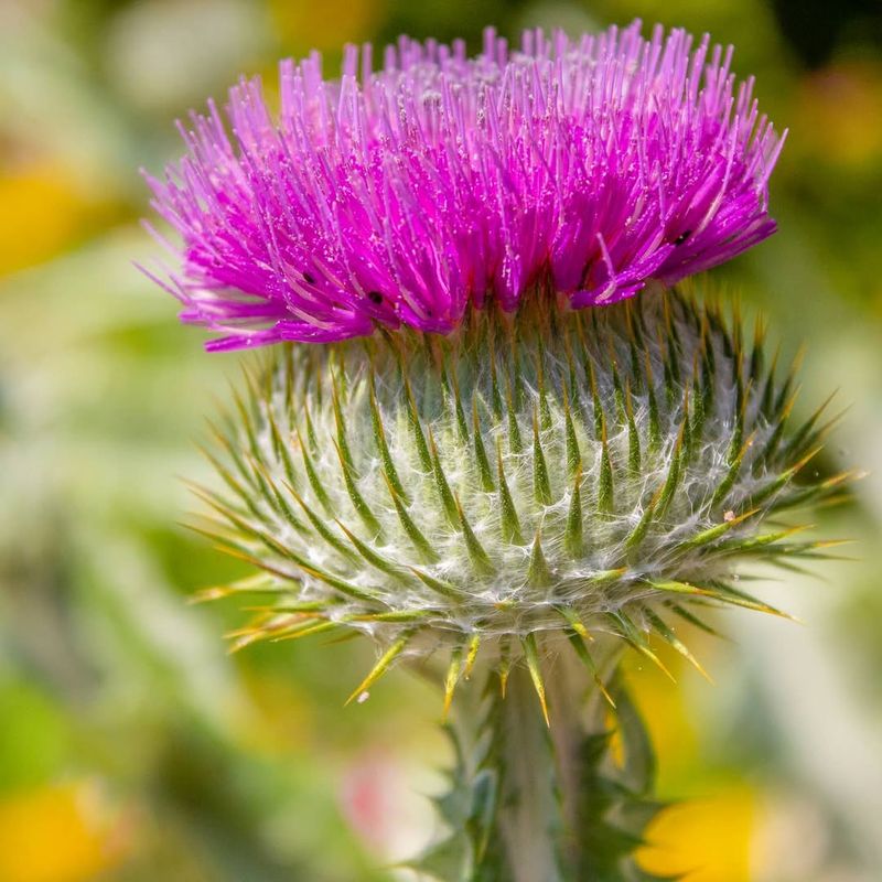 Scotch Thistle