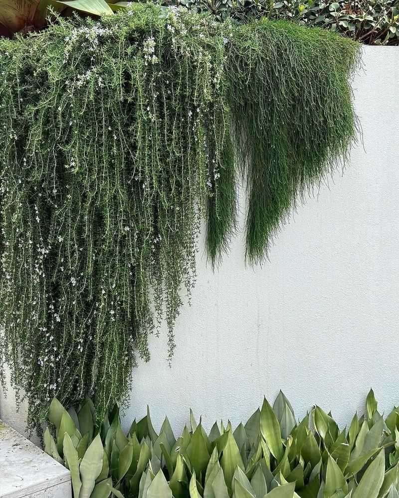 Prostrate Rosemary