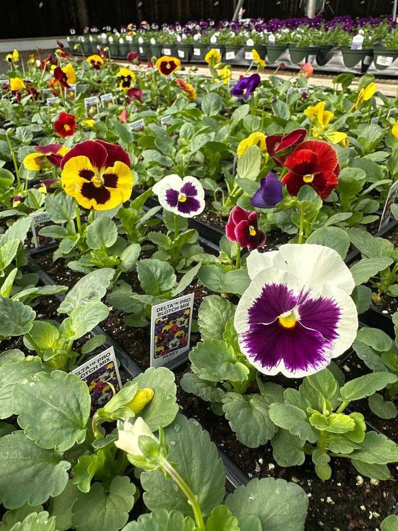 Pansies