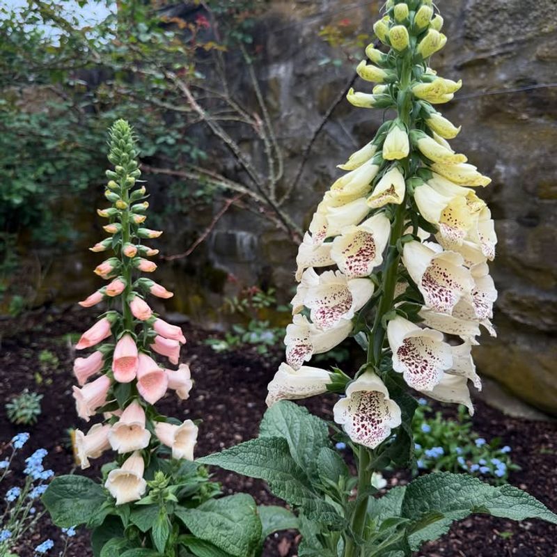 Foxglove