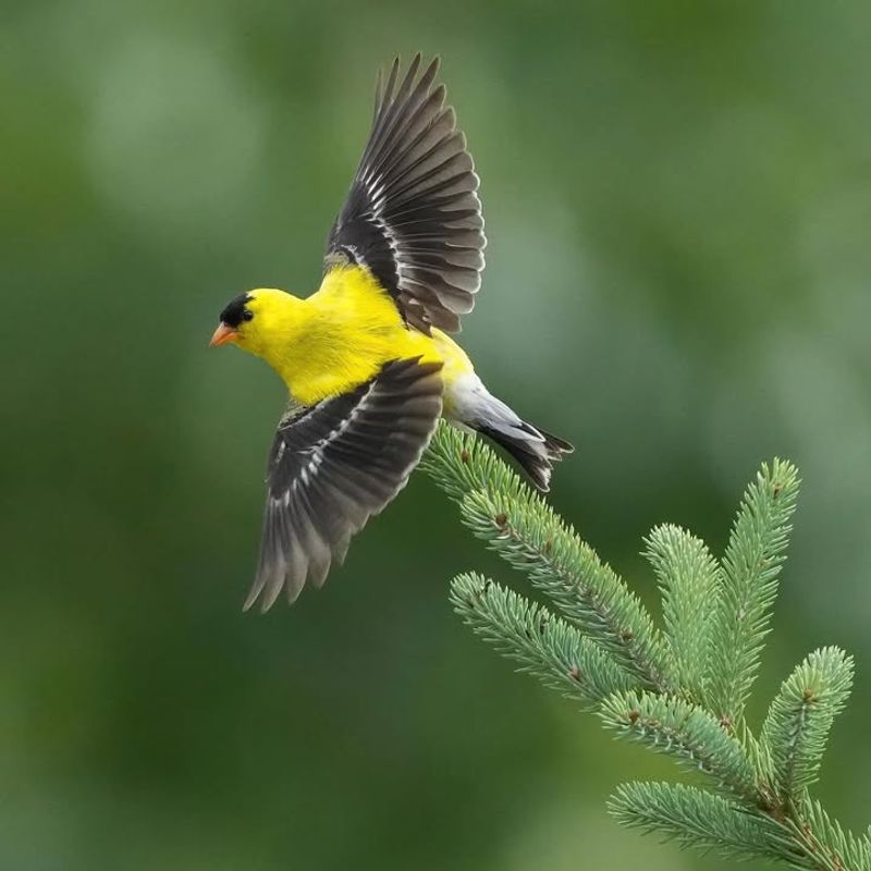 American Goldfinch
