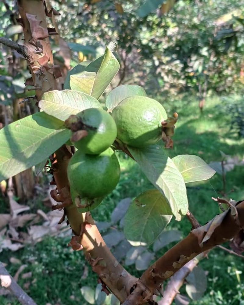 Guava