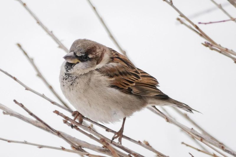 You Spot Birds Fluffing Their Feathers