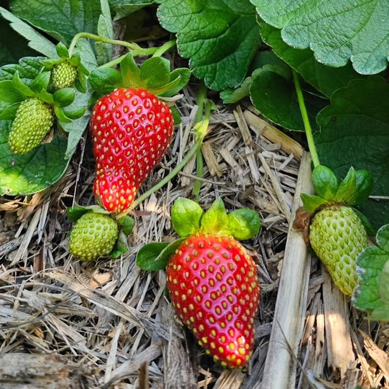 Strawberries