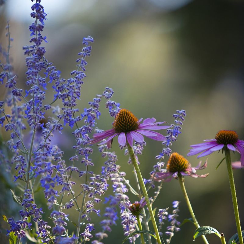 Lavender With Echinacea For Continuous Blooms