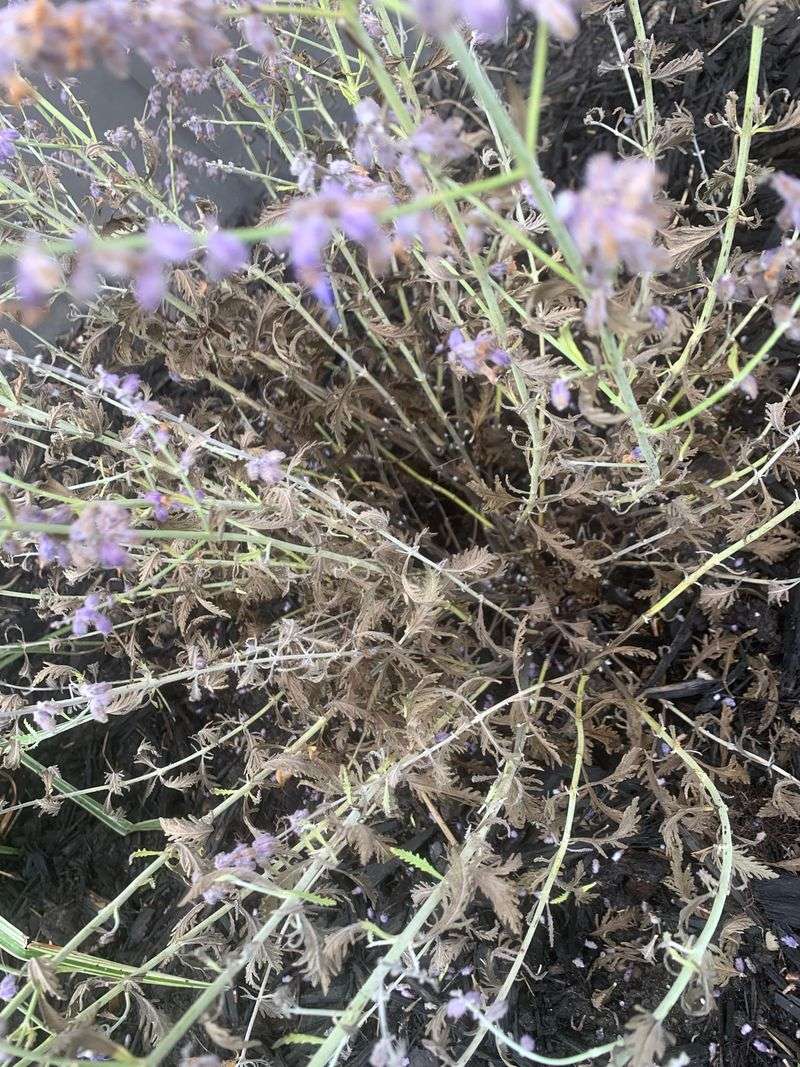 Woody Perennials That Benefit From A Clean Cut
