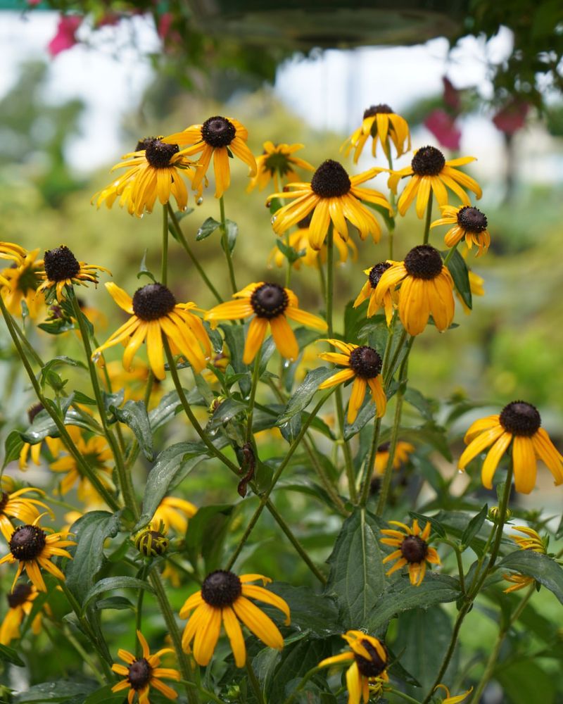 Black-Eyed Susans