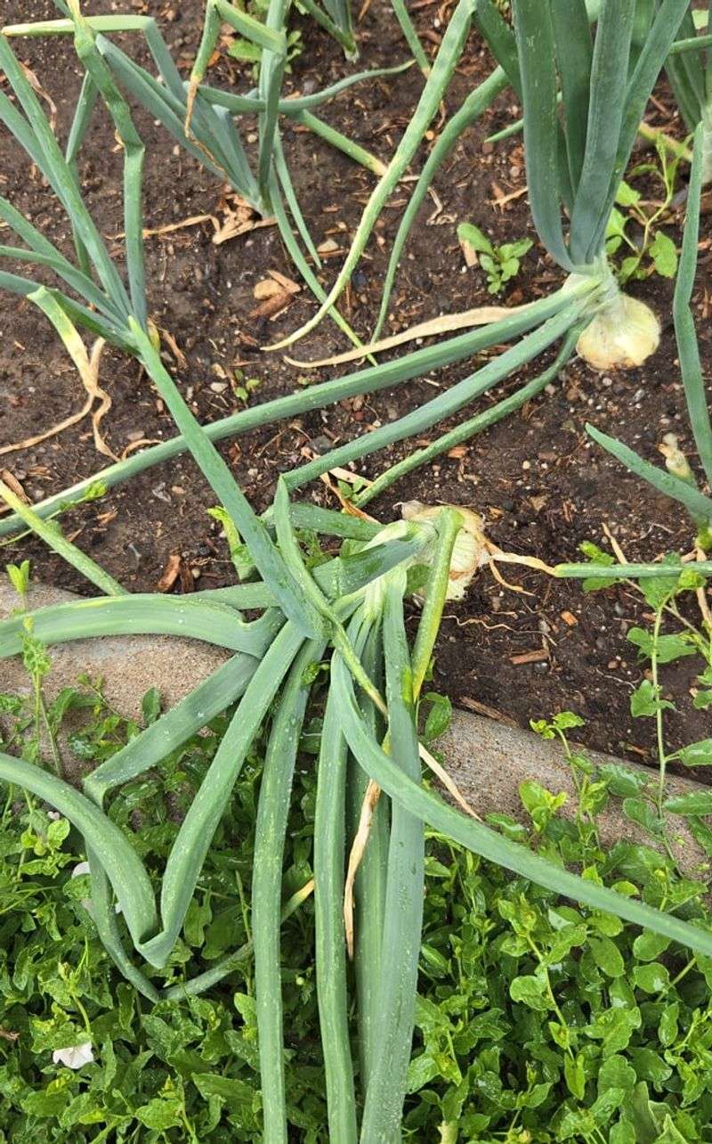 No New Leaf Growth