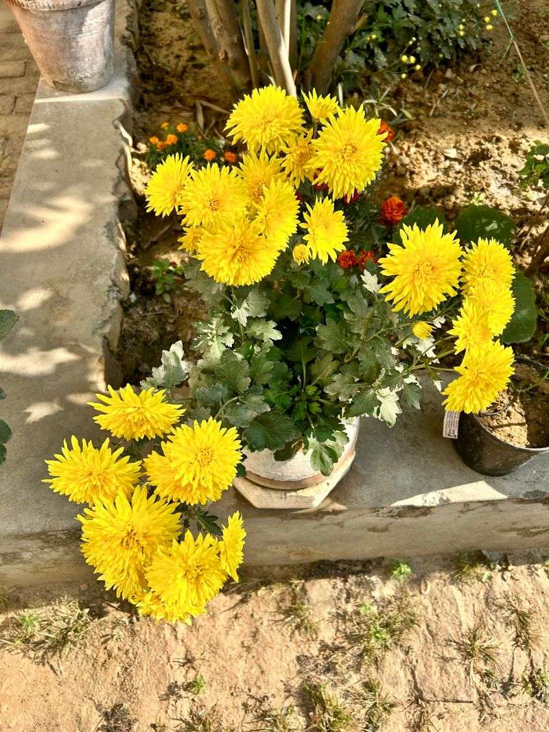 Feed with Balanced Fertilizer