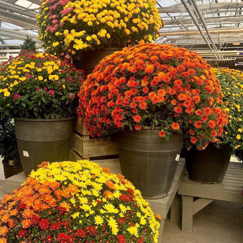 Move Potted Mums to Sheltered Spots