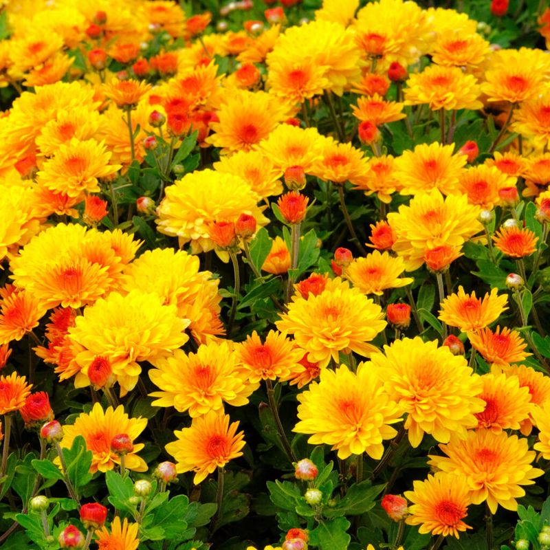 Fertilizing Strategy For Extended Blooming
