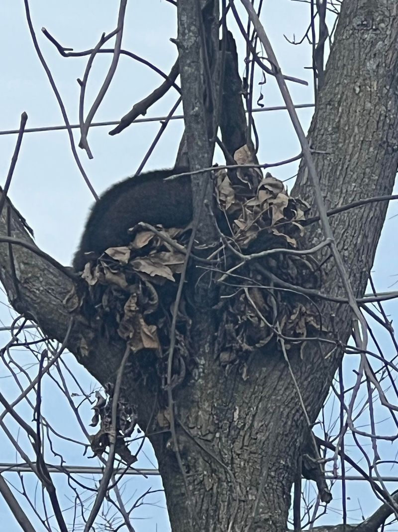 Raccoon Dens Provide Sheltered Spaces