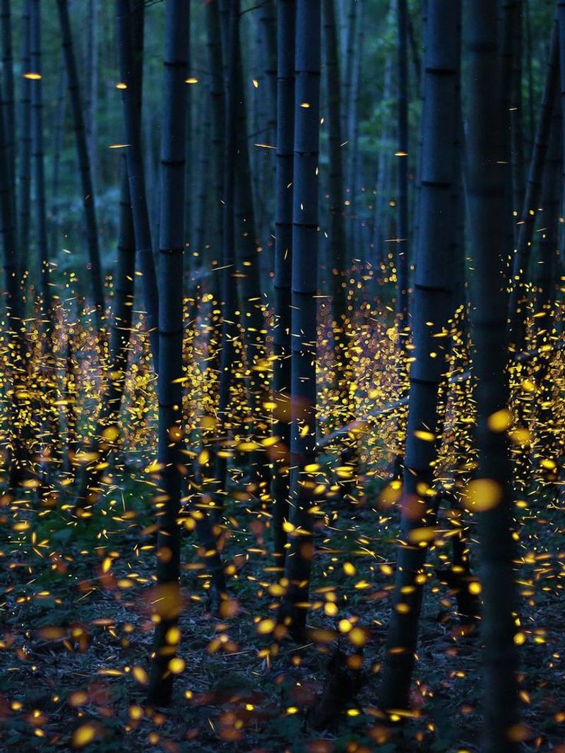 Urban Development Removes Forested Areas