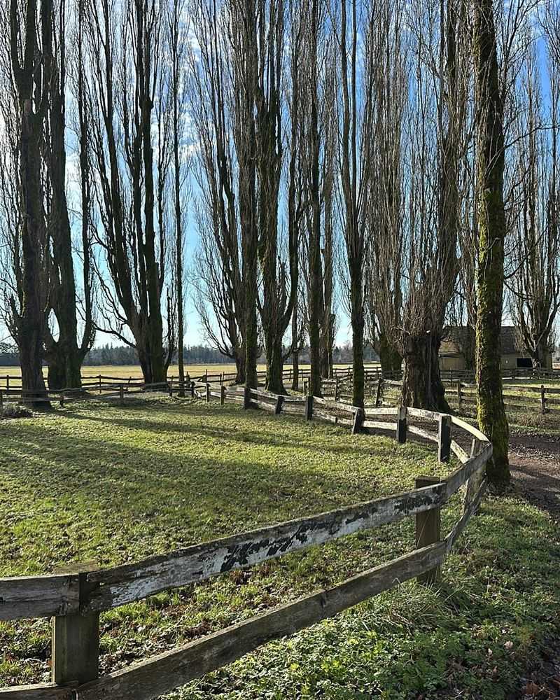 Old Wooden Fences