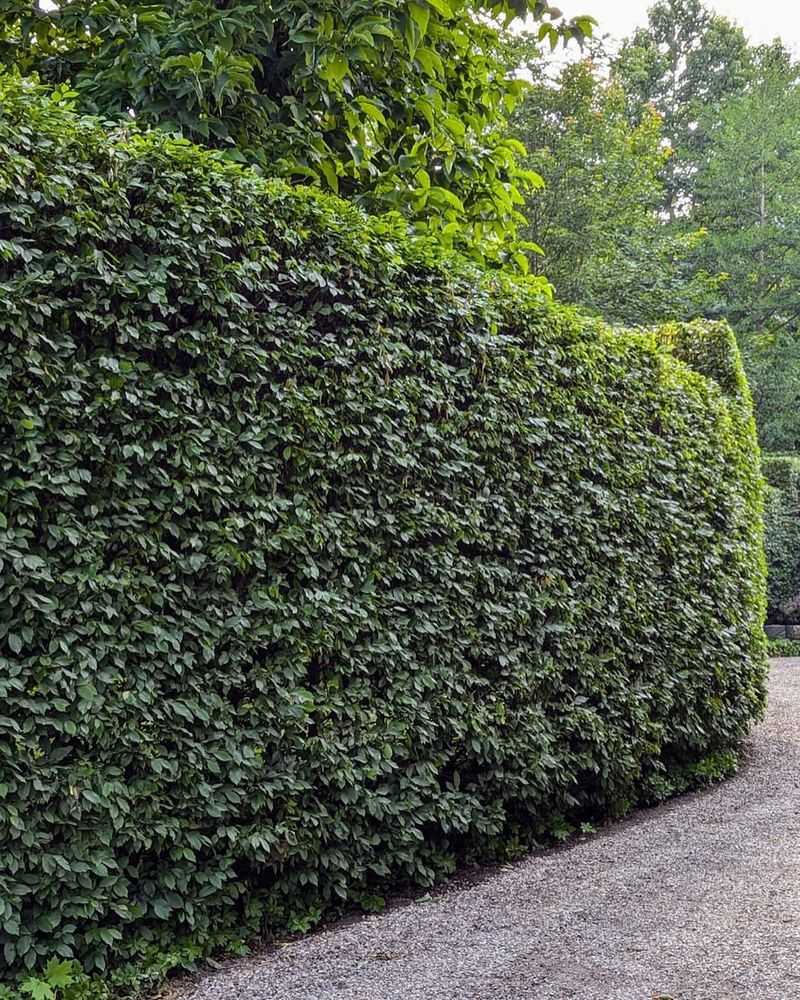 Tall Privacy Hedges Along Sidewalks