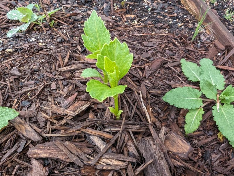 Mulch Heavily Around Plants