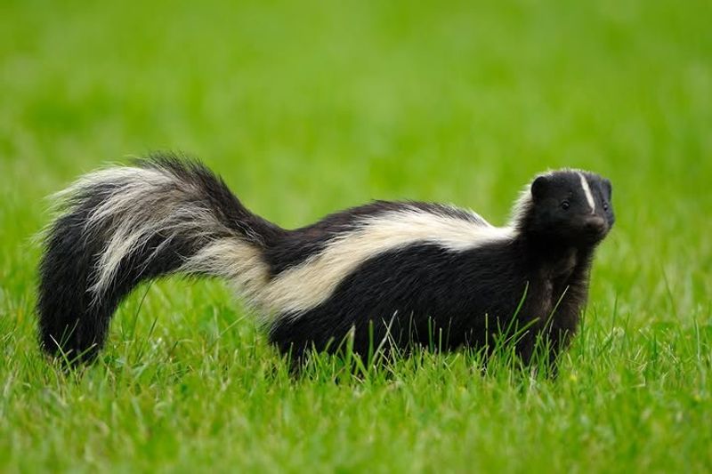 Skunks
