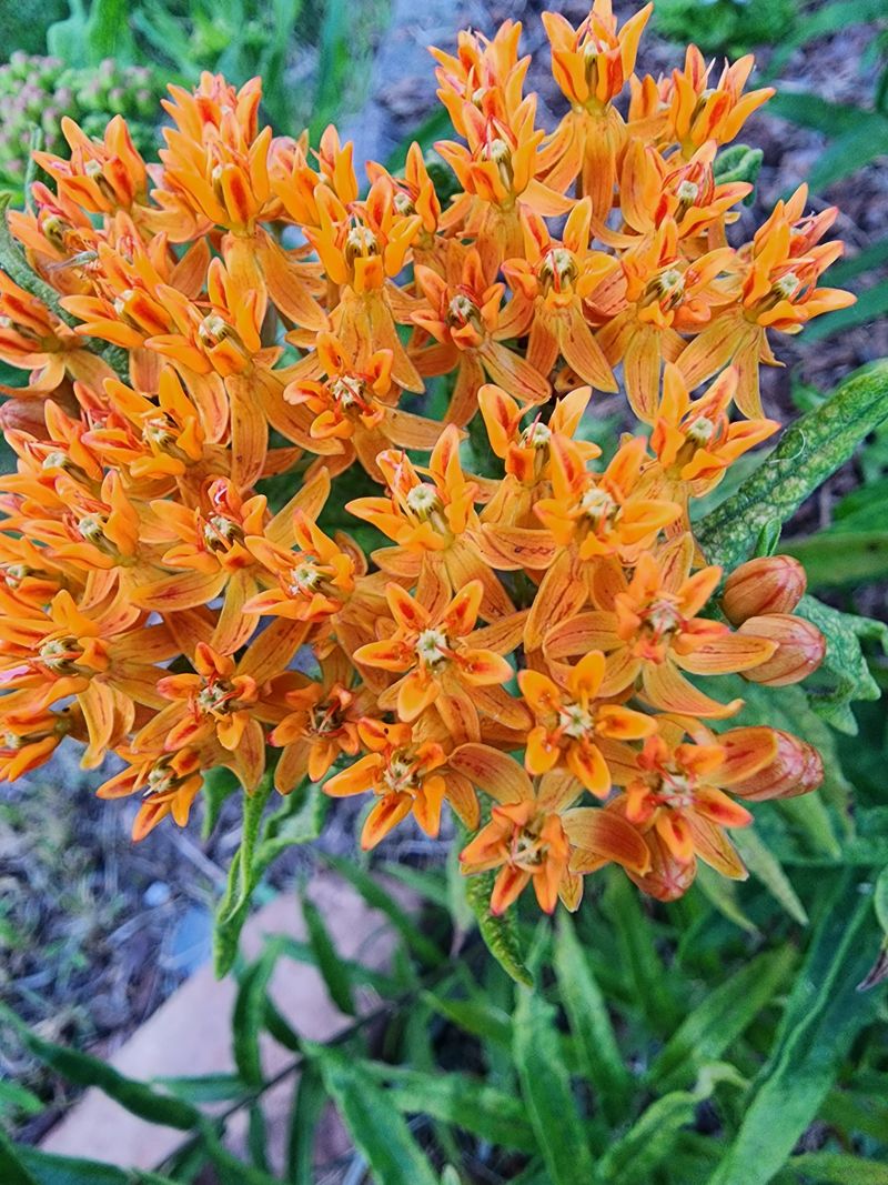 Adds Stunning Color To Your Landscape