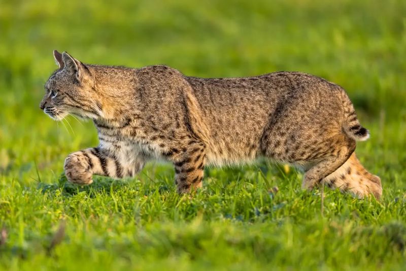 Bobcats Prowl The Edges