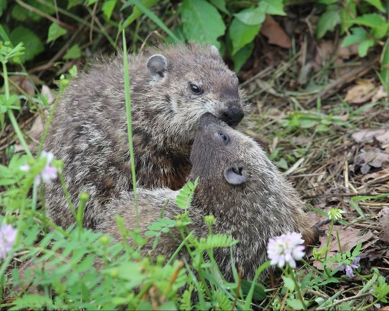 Groundhogs Tunneling Near Perennials