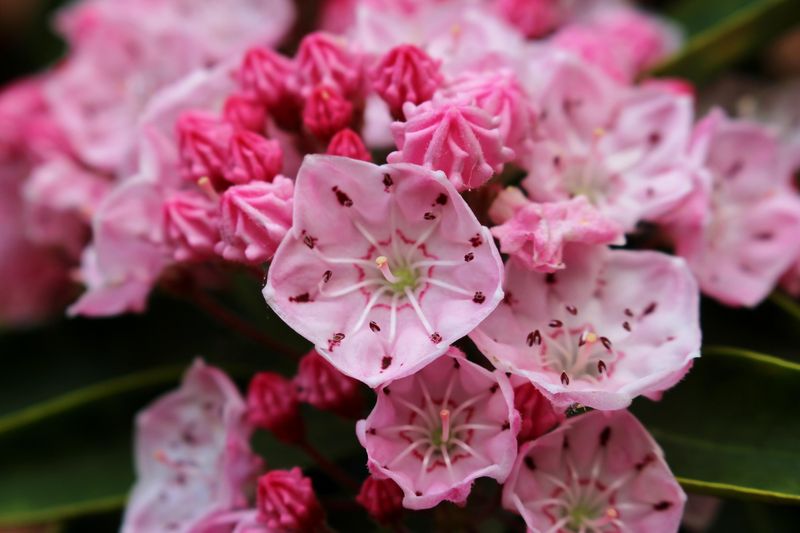 Shade Tolerance Opens Planting Options